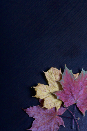 Fallen autumn leaves of different colors on a dark background.