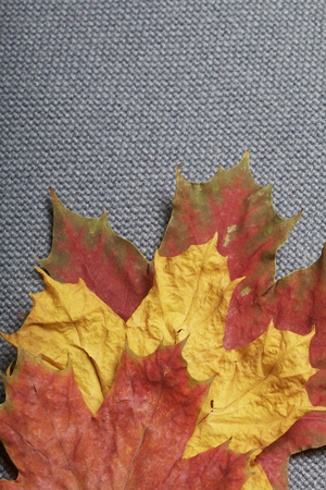 Fallen autumn leaves of different colors against the background of their gray cloth.