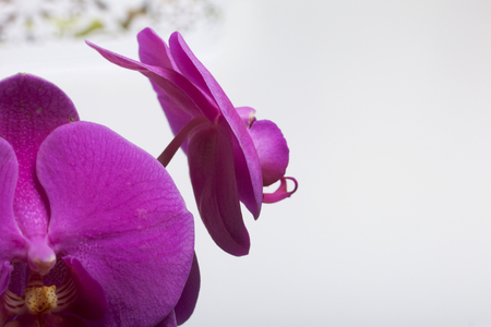 Orchid flowers close-up on a white background. Color of fuchsia.の写真素材