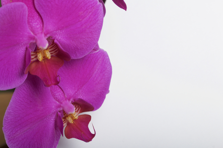 Orchid flowers close-up on a white background. Color of fuchsia.の写真素材