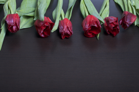 Gifts for loved ones. A bouquet of red tulips is scattered on a dark surface.の写真素材