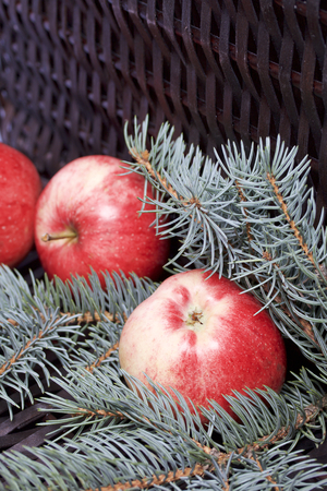 Branches of blue spruce and ripe fragrant apples. Against the background of a wicker vine.の写真素材