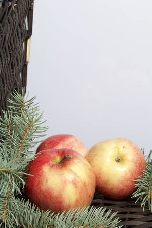 Branches of blue spruce and ripe fragrant apples. Against the background of a wicker vine.の写真素材