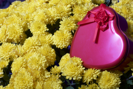 Autumn flowers in a pot. Yellow Chrysanthemum. Next is a gift in a tin box in the shape of a heart.の写真素材