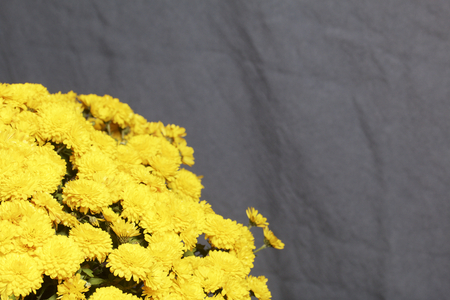 Autumn flowers. Yellow Chrysanthemum. On a gray background.の写真素材