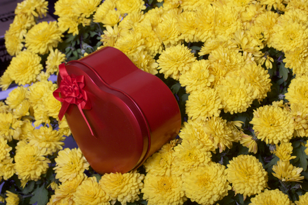 Autumn flowers in a pot. Yellow Chrysanthemum. Next is a gift in a tin box in the shape of a heart.の写真素材