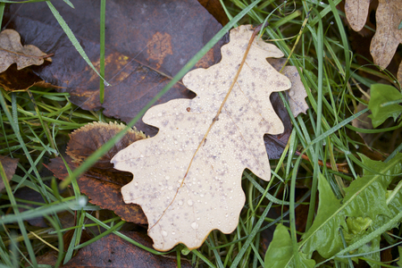 Autumn beauty. Colorful and withered oak leaves, dew drops and cobwebs.の写真素材