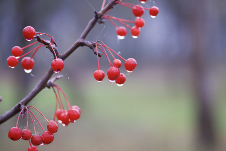 Autumn beauty. Colorful and faded leaves and fruits, dew drops and cobwebs.の写真素材