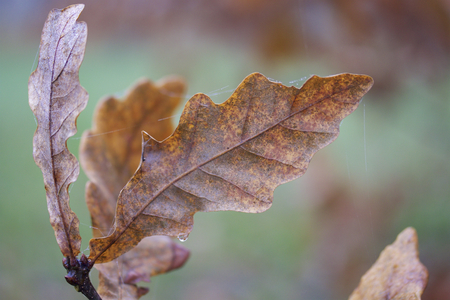 Autumn beauty. Colorful and withered oak leaves, dew drops and cobwebs.の写真素材