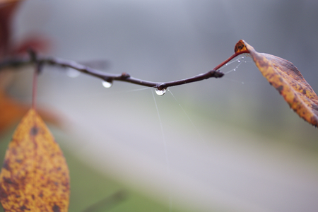 Autumn beauty. Colorful and faded leaves and fruits, dew drops and cobwebs.の写真素材