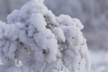 Winter Park. Bushes and trees are covered with thick frost.の写真素材
