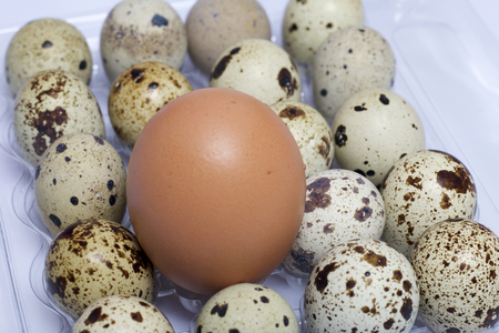 Chicken egg among quail eggs. They lie in a plastic container.の写真素材