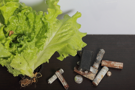 Spent batteries and green lettuce growing in a pot. Recycling waste batteries. Environmental Protection. Earth Day.の写真素材