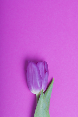 Spring flowers. One pink tulip on a fuchsia background.の写真素材