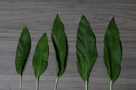 Fresh greens neatly laid out on the tabletop. Fragrant wild garlic. Ingredients for healthy salad.の写真素材