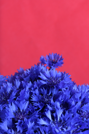 Bouquet field cornflowers. On a red background. Cornflower or Blue (Centaurea cyanus), with spider-woolly linear-lanceolate leaves and blue flowers.の写真素材