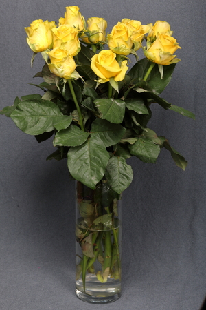 A large bouquet of yellow roses in a glass vase. On a gray background.の写真素材