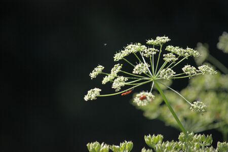 Inflorescences in the form of umbrellas. Green tall grass on a summer meadow. The background is...