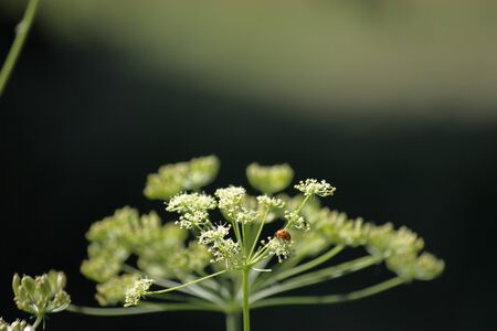 Inflorescences in the form of umbrellas. Green tall grass on a summer meadow. The background is...