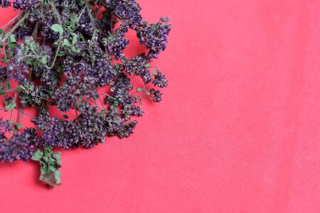 A bunch of dried grass. Thyme garden. Against the background of coral color.の写真素材