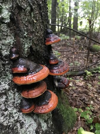 Tree mushrooms grow on the trunk of a dead tree. Among the green moss. Wet from the rain.
