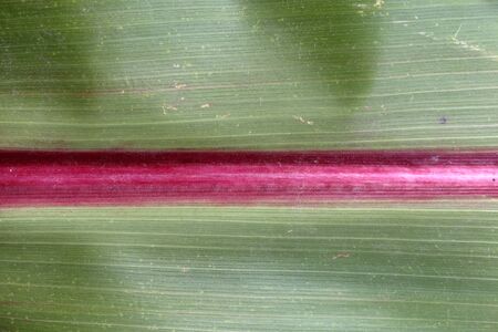 Background from an autumn leaf of corn. Veins of different shades are visible: red, yellow, green and othersの写真素材