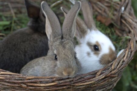 Three little rabbits of different colors sit side by side in a wicker basket.の写真素材