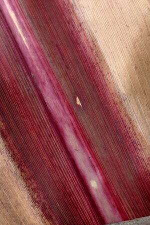 Background from an autumn leaf of corn. Veins of different shades are visible: red, yellow, green and othersの写真素材