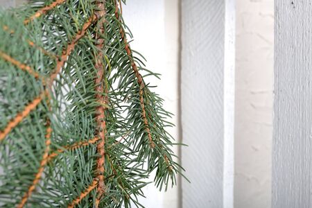A branch of blue spruce on the background of wooden boards painted white. Winter holidays in green and white.の写真素材