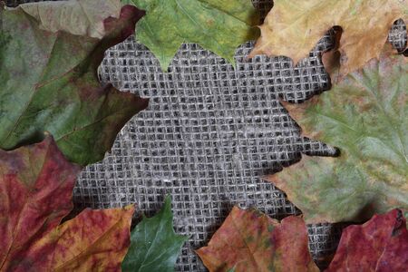 Colorful autumn leaves on a background of rough linen cloth.の写真素材