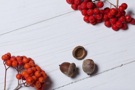 Bunches of rowan and acorns. They lie on a white painted wooden surface. Autumn still life.