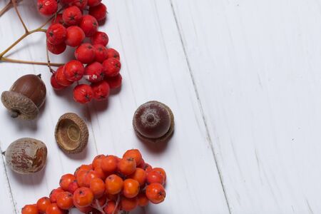 Bunches of rowan and acorns. They lie on a white painted wooden surface. Autumn still life.の写真素材