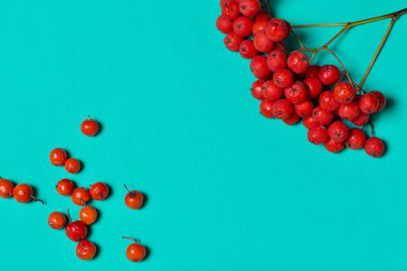 Bunches of mountain ash lie on a mint-colored surface. Nearby are scattered individual rowan berries. Autumn still life.の写真素材