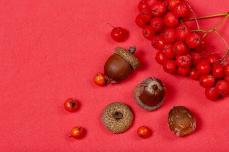 Bunches of mountain ash and several acorns lie on a coral-colored surface. Nearby are scattered...