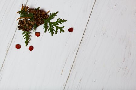 Branch of arborvitae, cone and mountain ash on the background of wooden boards. The boards are painted white.の写真素材
