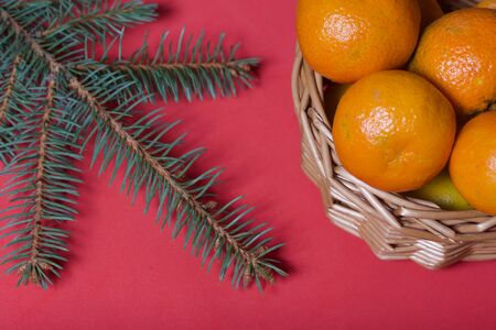Tangerines in a wicker basket. Branches of green spruce. Against the background of coral color.の写真素材