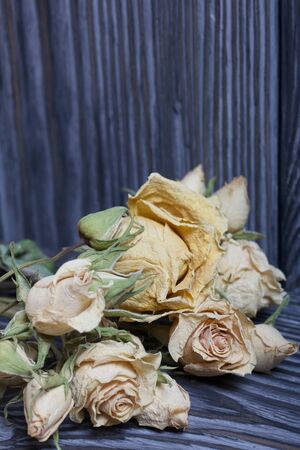 Dried roses on a background of brushed boards.の写真素材