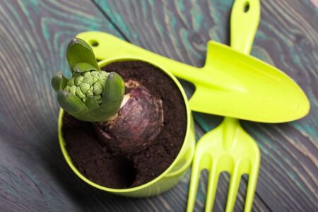 Hyacinth in a plastic pot. Preparing for flowering. Nearby are tools for transplanting and caring for the plant. View from above.の写真素材
