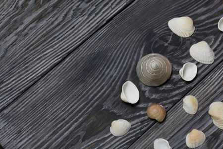 Starfish, pebbles and many different seashells. On brushed pine boards painted in black and white.の写真素材