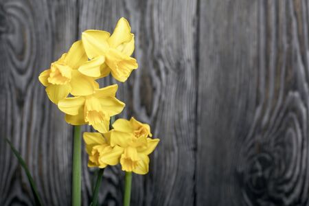 Yellow daffodil against a background of brushed pine boards painted in black and white.の写真素材