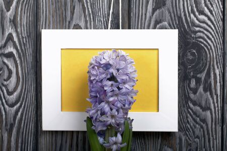 Blooming lilac hyacinth against the background of a white photo frame with a yellow field. Located against the backdrop of brushed pine boards painted in black and white.の写真素材