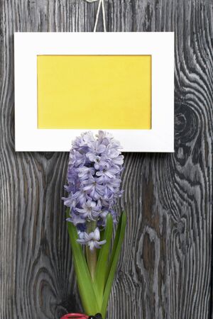 Lilac blooming hyacinth. The photo frame is white with a yellow field. Located against the backdrop of brushed pine boards painted in black and white.の写真素材