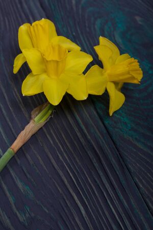 A bouquet of yellow daffodils lies on the surface of brushed pine boards.の写真素材