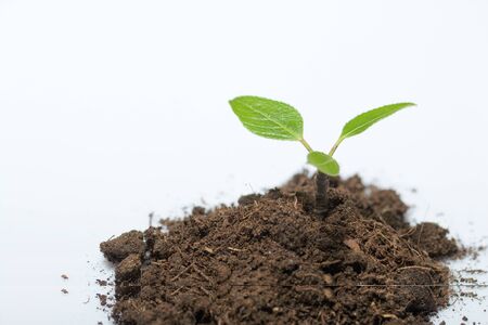 A handful of earth. From it grows a sprout with green leaves. On white background. World Environment...