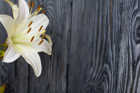 Blooming lilies against the background of pine boards painted in black and white.の写真素材