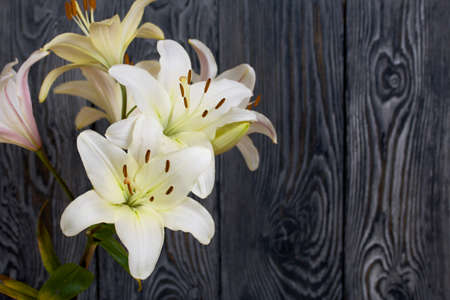 Blooming lilies against the background of pine boards painted in black and white.の写真素材