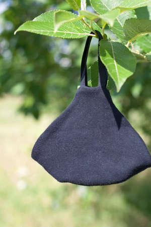 A black protective mask hangs on a tree branch. Pandemic and self-isolation accessories in summer 2020.の写真素材