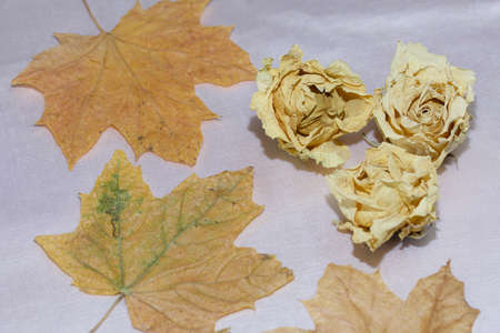 Dried rosebuds and maple leaves on a beige fabric. Autumn still life.