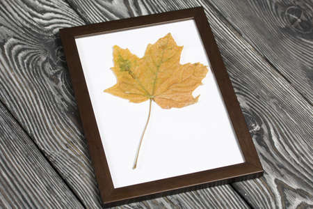 A dried maple leaf in a photo frame. On brushed pine boards painted black and white.