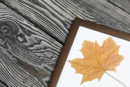 A dried maple leaf in a photo frame. On brushed pine boards painted black and white.の写真素材
